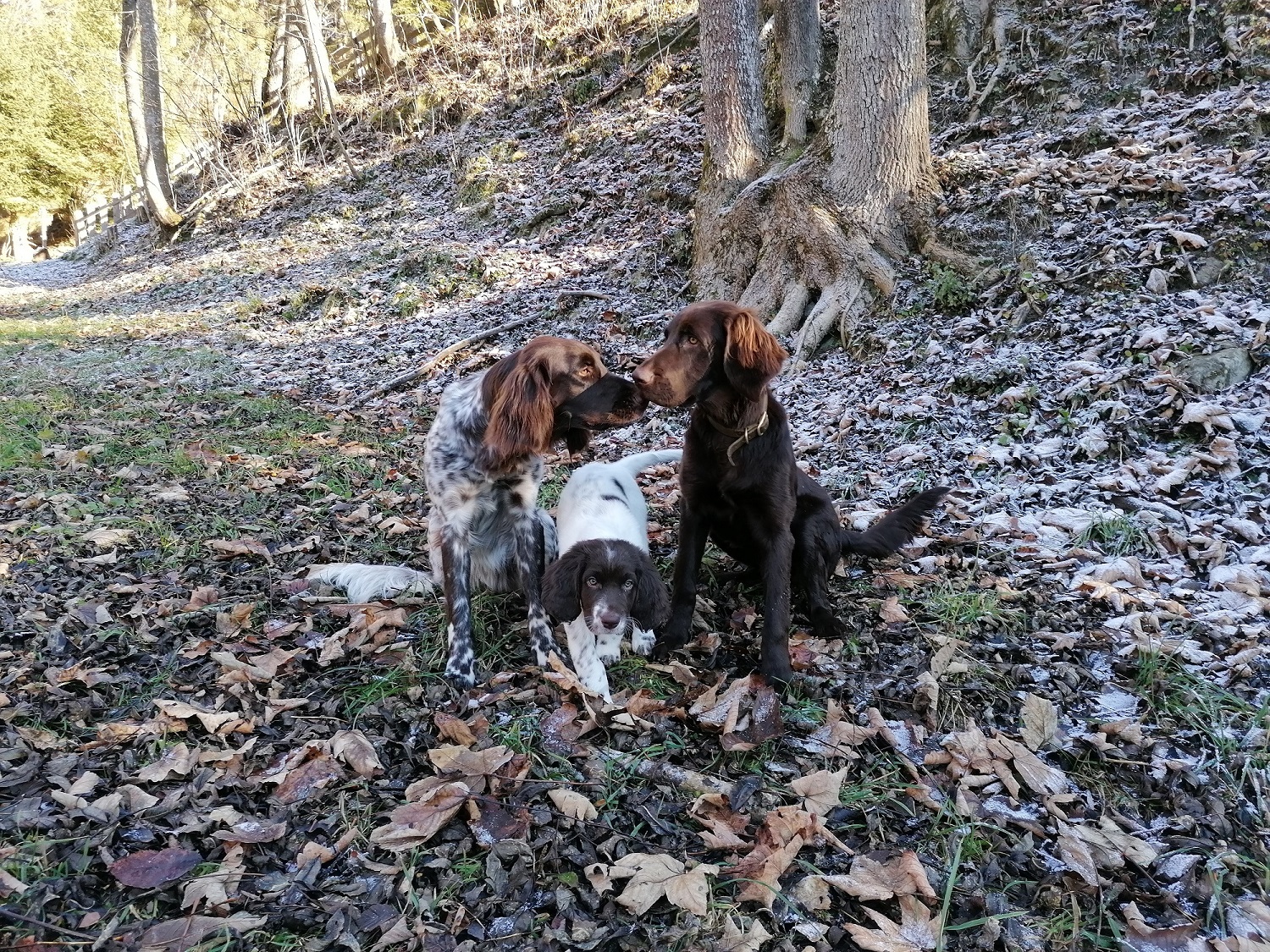 Deutsch Langhaar Hunde von Marion Trinker, Saumerhof Mandling